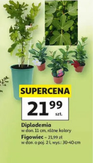 Diplademia / Figowiec