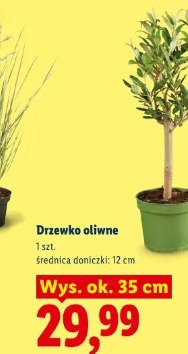 Drzewko oliwne