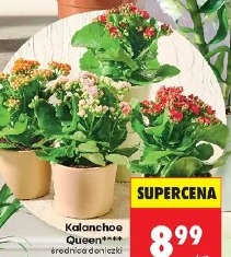 Kalanchoe Queen