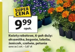 Kwiaty rabatowe, 6-pak duży: aksamitka, begonia, lobelia, żeniszek, szałwia, petunia