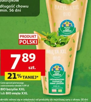 BIO bazylia XXL lub BIO mięta XXL