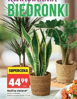 Rośliny zielone