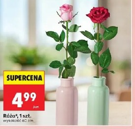 Róża, 1 szt.
