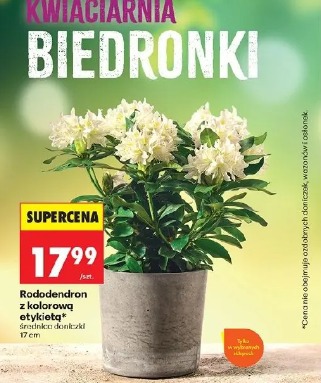 Rododendron z kolorową etykietą