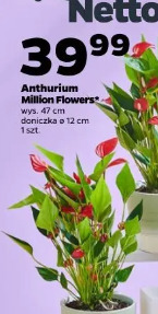 Anthurium Million Flowers