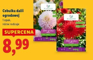 Cebulka dalii ogrodowej