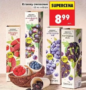 Krzewy owocowe różne rodzaje