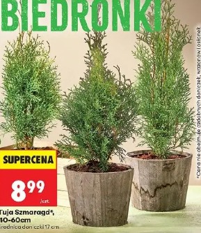 Tuja Szmaragd*, 40-60cm