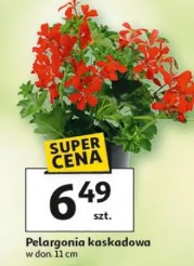Pelargonia kaskadowa