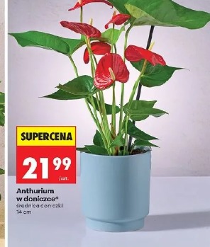 Anthurium w doniczce