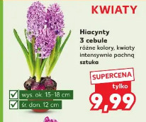 Hiacynty 3 cebule
