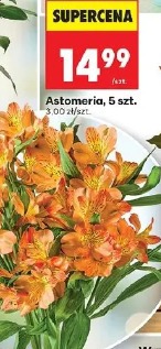 Astomeria
