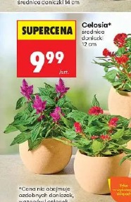 Celosia