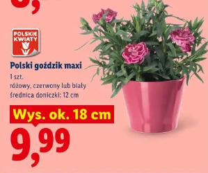 Polski goździk maxi