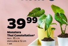 Monstera Thai Constellation
