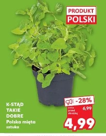 K-STĄD TAKIE DOBRE Polska mięta
