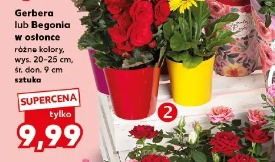 Gerbera lub Begonia w osłonce
