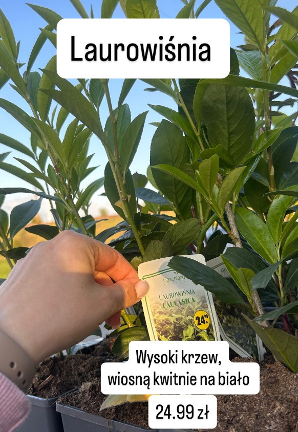 Laurowiśnia