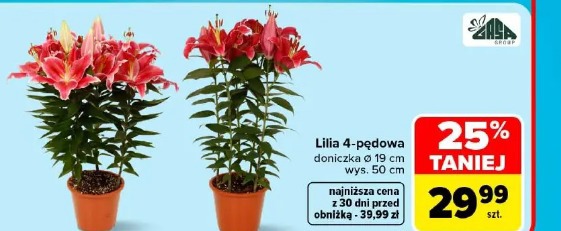 Lilia 4-pędowa doniczka