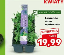 Lawenda 6-pak
