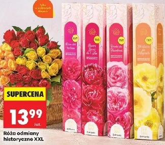 Róża odmiany historyczne XXL