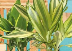 Dracena