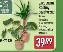 Gardenline Rośliny egzotyczne