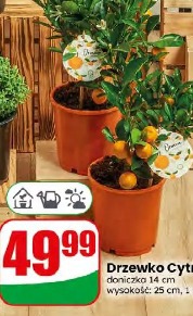 Drzewko Cytrusowe