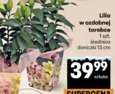 Lilia w ozdobnej torebce