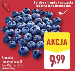 Borówka amerykańska XL