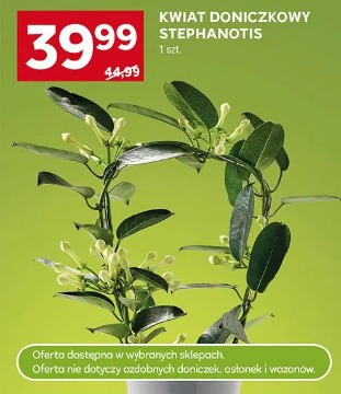 Kwiat doniczkowy Stephanotis