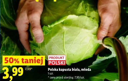 Polska kapusta biała, młoda