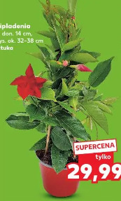 Dipladenia