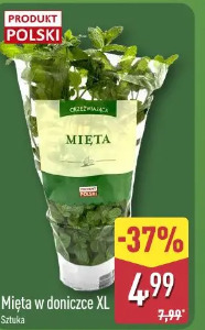 Mięta w doniczce XL
