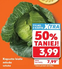 Kapusta biała młoda sztuka