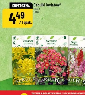 Cebulki kwiatów