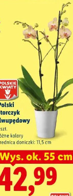 Polski storczyk dwupędowy