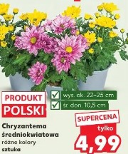 Chryzantema średniokwiatowa różne kolory