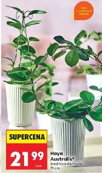 Hoya Australis