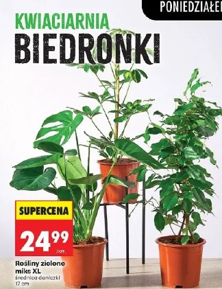 Rośliny zielone miks XL