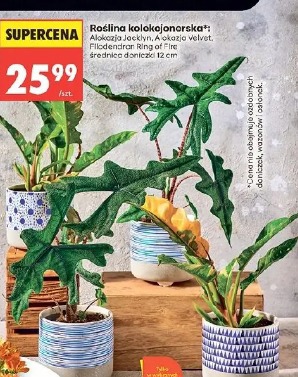Roślina kolekcjonarska Alokazja Jacklyn, Alokazja Velvet, Filodendron Ring of Fire