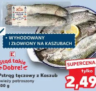 Pstrąg tęczowy z Kaszub