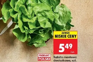 Sałata masłowa doniczkowa