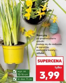 Narcyzy pachnące kwiaty