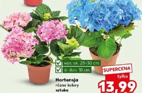 Hortensja