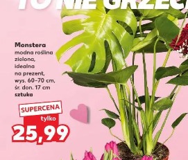 Monstera modna roślina zielona