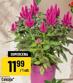 Celozja