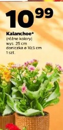 Kalanchoe
