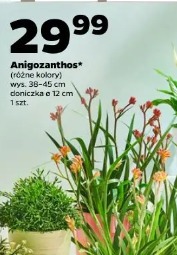 Anigozanthos