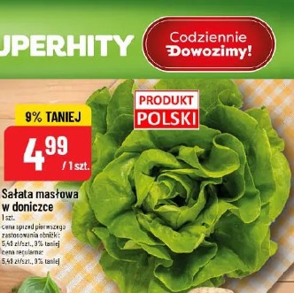 Sałata masłowa w doniczce